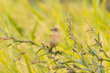 田んぼの近くの雑草にとまるノビタキ