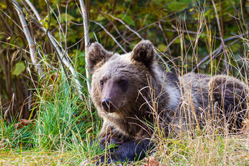 Young wild bear in Romania