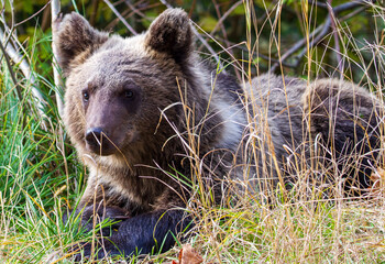 Wild bear in Romania