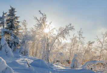 Obraz premium Winter scenic landscape with frozen fir trees with sun. Sunset rays in frost forest.