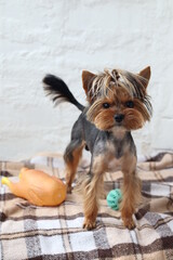 Yorkshire Terrier stands on the bed with toys