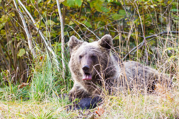 Obraz na płótnie Canvas Wild bear in Romania