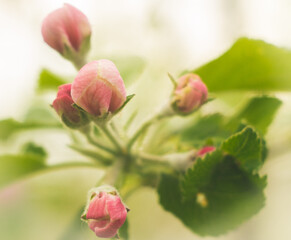 pink  bud