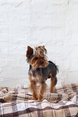Yorkshire Terrier stands on the bed