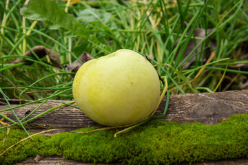 Fresh green apples in the bucket. On rustic stone background. Free space for text . Top view