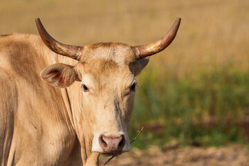 Naklejka premium portrait of a cow