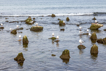 a group of seagulls sitting on rocks and trees sticking out of the water