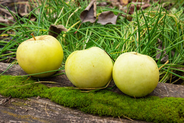Fresh green apples in the bucket. On rustic stone background. Free space for text . Top view