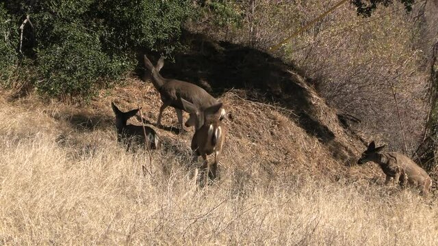 A Herd of Alert Mule Deer Browsing and Moving Through a California Mountain Hilly Grassland