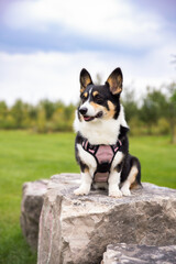 Happy tri colored Pembroke Welsh corgi sitting outside in a beautiful field. 