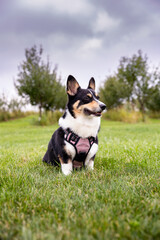Happy tri colored Pembroke Welsh corgi sitting outside in a beautiful field. 