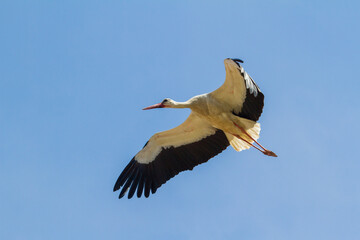 
Stork in Cristian, Romania