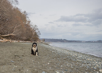 dog sitting on a beach on Vancouver Island on a cloudy day