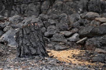 A Cut Off Tree after a Wildfire