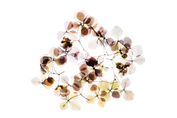 hydrangea flowers on the white background