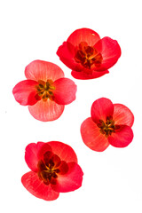 red begonia flowers on the white background