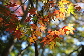 Colourful autumn leaves of the Japanese maple.