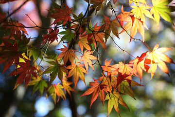 Colourful autumn leaves of the Japanese maple.