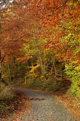 Fototapeta premium Le tunnel de feuillage rouge en forêt de Soignes à Auderghem