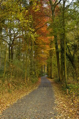 Chemin en pavé vers les arbres rouges en forêt de Soignes à Auderghem au sud-est de Bruxelles 