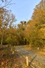 Chemin en pavés sous les feuillages brun-dorés en forêt de Soignes à Auderghem (Bruxelles)