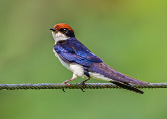 Wire Tail Swallow shouldered Shot