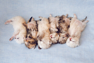 Kittens isolated on a blue background. Scottish kitten in the first month of life. Little kittens sleep upside down in a row.
