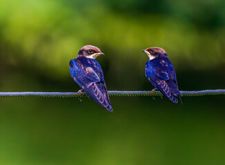 Wire Tail Swallow Juvenile resting on a wire