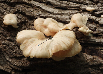 Wild mushrooms visited by dragon fly
