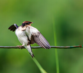 Wire Tail Swallow juvenile in anger