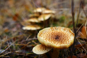 Group of Pholiota mushrooms (Shaggy scalycap - Pholiota squarrosa)