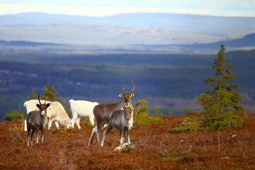 Naklejka na ściany i meble Cute reindeer in Swedish lapland mountain region