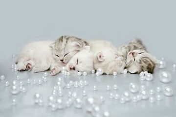 Kittens are isolated on a gray background among white beads. Kittens sleep in a row among the rolling beads. Kittens at 3 weeks of age.