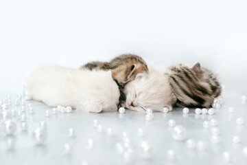 Kittens are isolated on a gray background among white beads. Kittens sleep in a row. Kittens at 3 weeks of age.