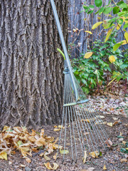adjustable garden leaf rake - fall backyard work concept