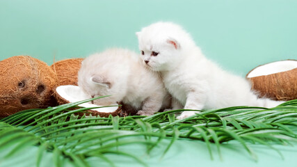 Kittens among the tropical environment. Little kittens isolated among palm leaves and coconuts on a green background. Kittens of the first month of life.