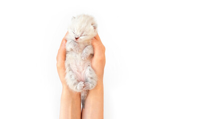 Kitten isolated on a white background lies in the hands. The kitten lies on its hand with its paws...