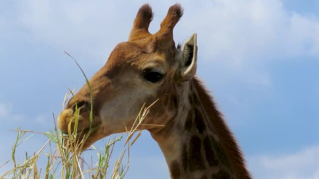A funny Giraffe feeding against blue sky. Overkill Ruminant. Cool animals in wild. 