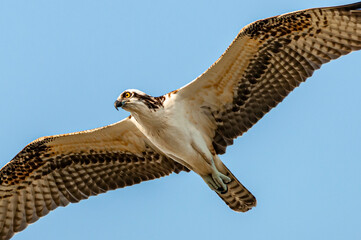 Osprey