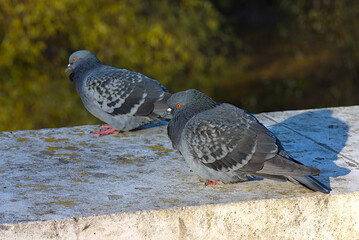 a pigeon on a stone fence in the park