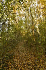 La végétation en automne en pleine forêt de Soignes à Auderghem 