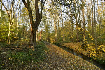 Obraz premium Le bois longeant le ruisseau la Woluwe en automne en fin de journée à Woluwe-St-Lambert à l'est de Bruxelles