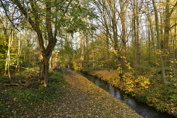 Le bois longeant le ruisseau la Woluwe en automne en fin de journée à Woluwe-St-Lambert à l'est de Bruxelles