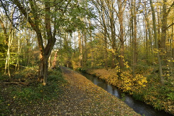 Le bois longeant le ruisseau la Woluwe en automne en fin de journée à Woluwe-St-Lambert à l'est...