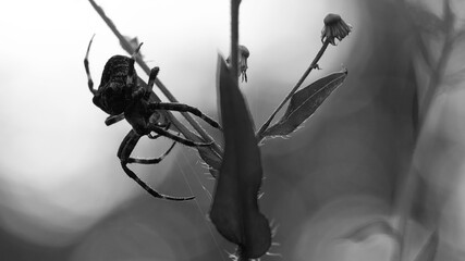 monochrome photo. horror, halloween. big black spider. large Araneus ventricosus on grass....