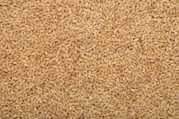 pile of raw barley, natural grain background,  cereal backdrop, brown yellow beige colour, textured backgrounds, texturing seeds, healthy vegetarian food