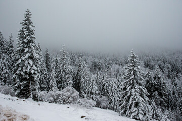 With fresh snow covered darky Black Forest in the early morning hours, clouds hanging deep in the mountains.