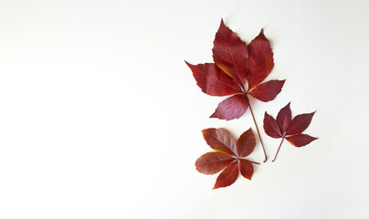 Three virginia creeper leaves,five leaved ivy leaf isolated on a white background.Parthenocissus quinquefolia.Top view,copy space, overhead,above,flat lay.