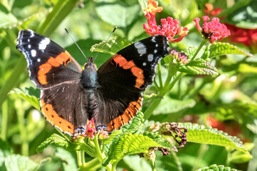 Papillon posé sur des fleurs