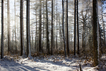 Naklejka premium A windy winter day in Maine